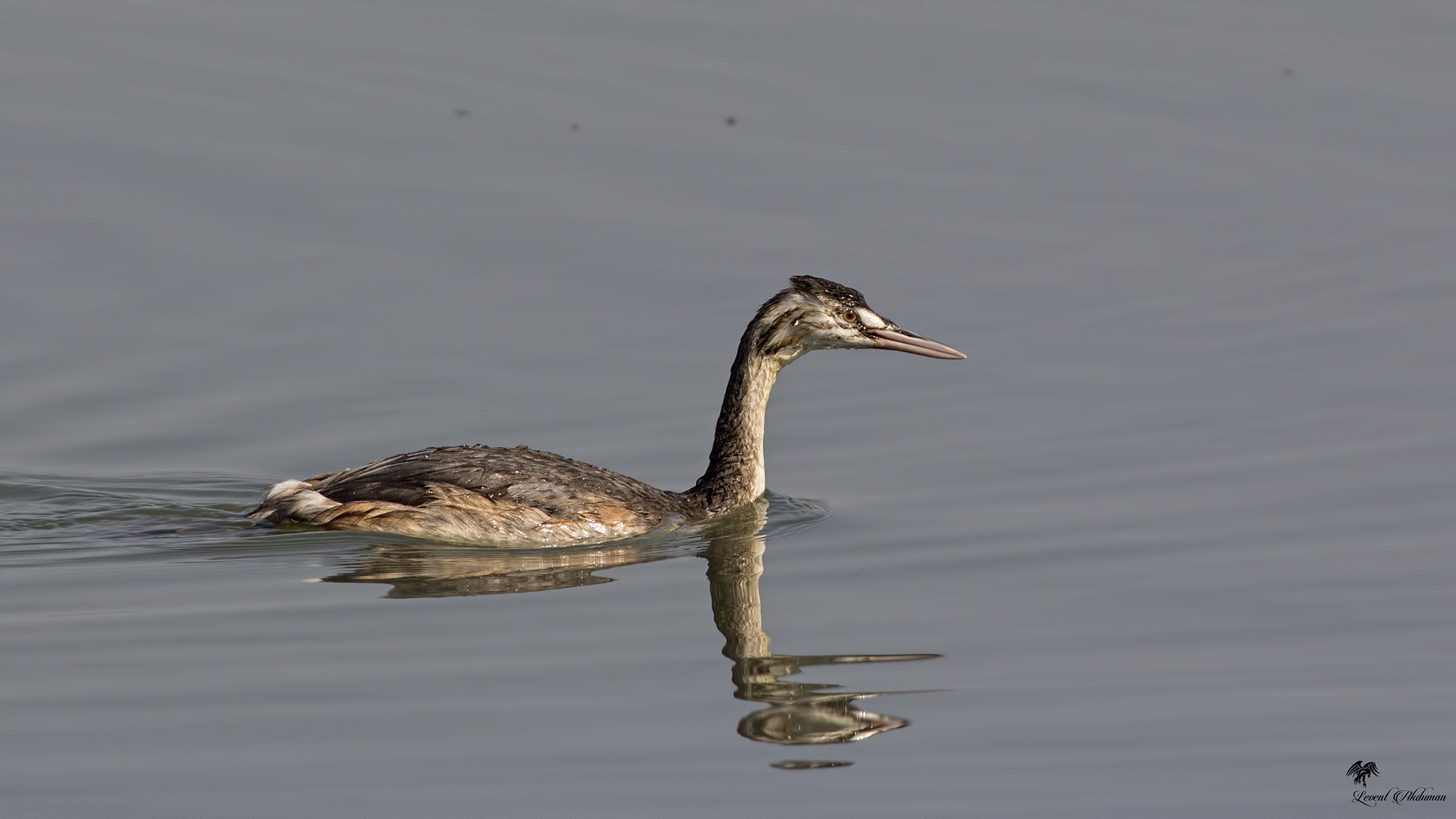 Great Crested Grebe